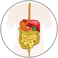 Digestive Balance
